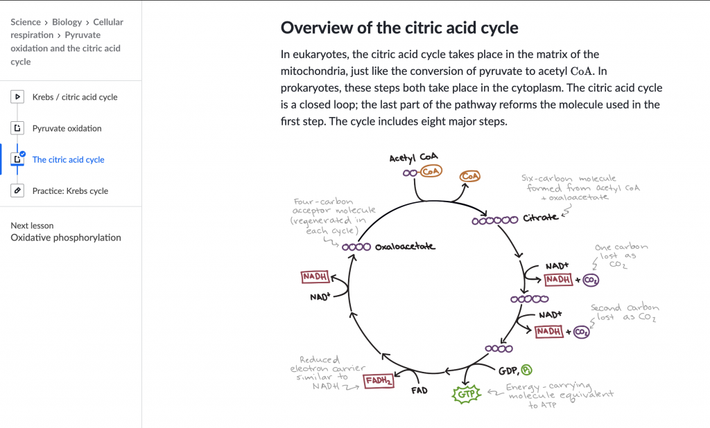 Citric Acid Cycle